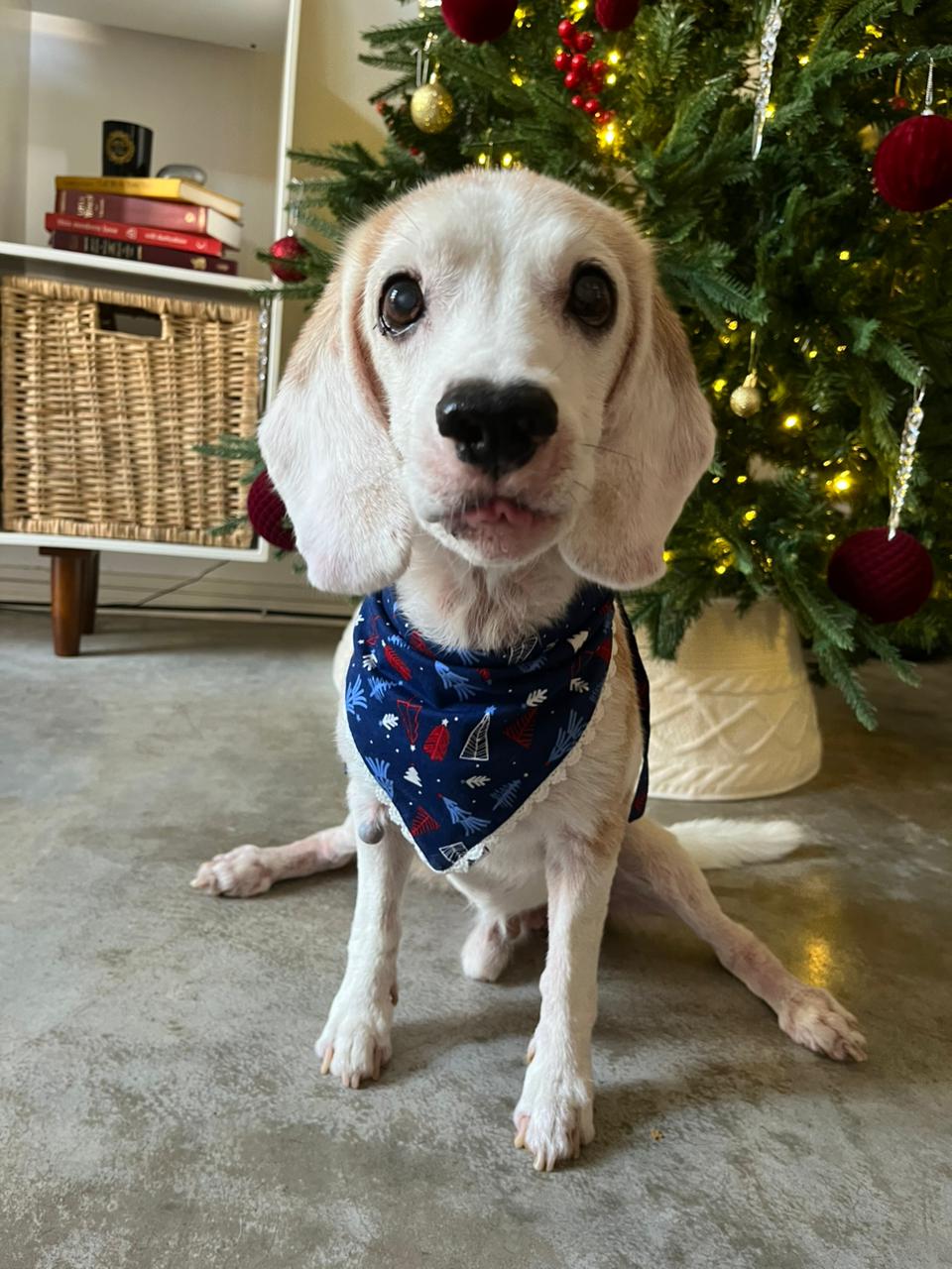 DOG BAND - NIGHT BEFORE CHRISTMAS DB [DB-02] [24x7retail]