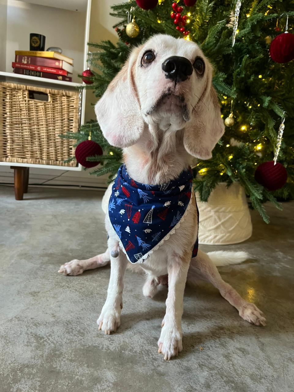 DOG BAND - NIGHT BEFORE CHRISTMAS DB [DB-02] [24x7retail]