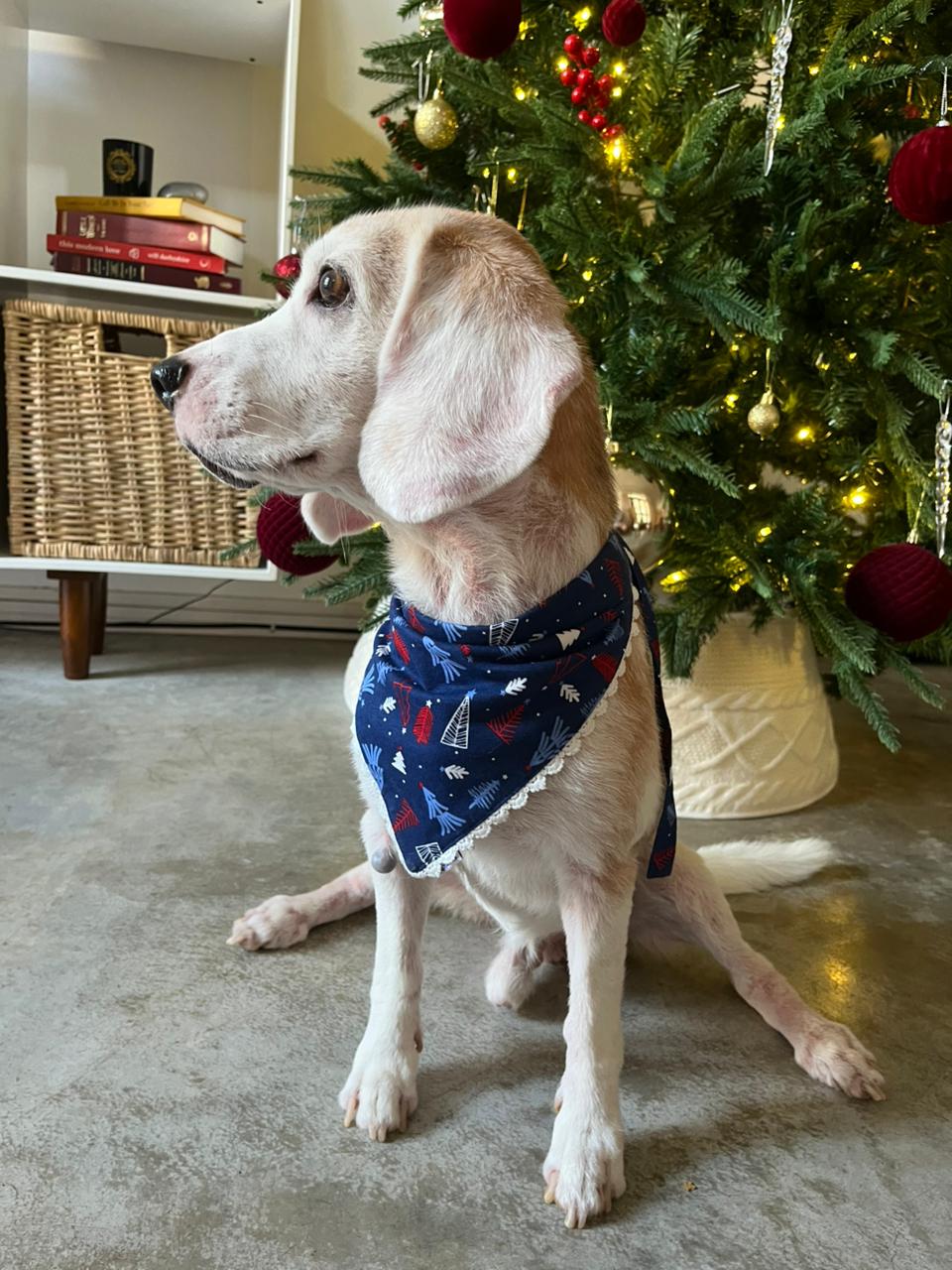 DOG BAND - NIGHT BEFORE CHRISTMAS DB [DB-02] [24x7retail]