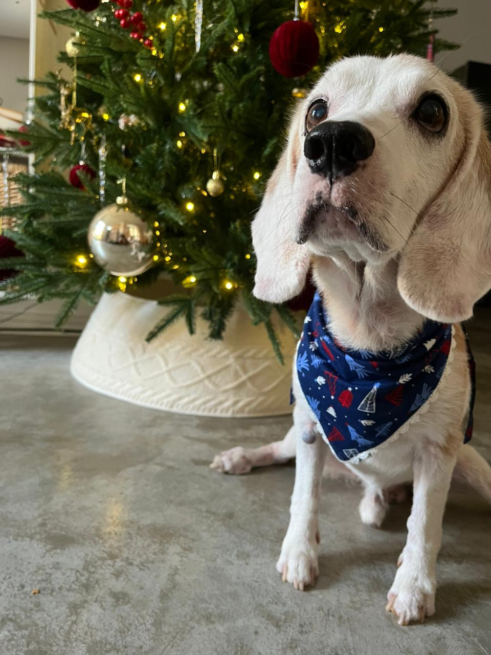 DOG BAND - NIGHT BEFORE CHRISTMAS DB [DB-02] [24x7retail]