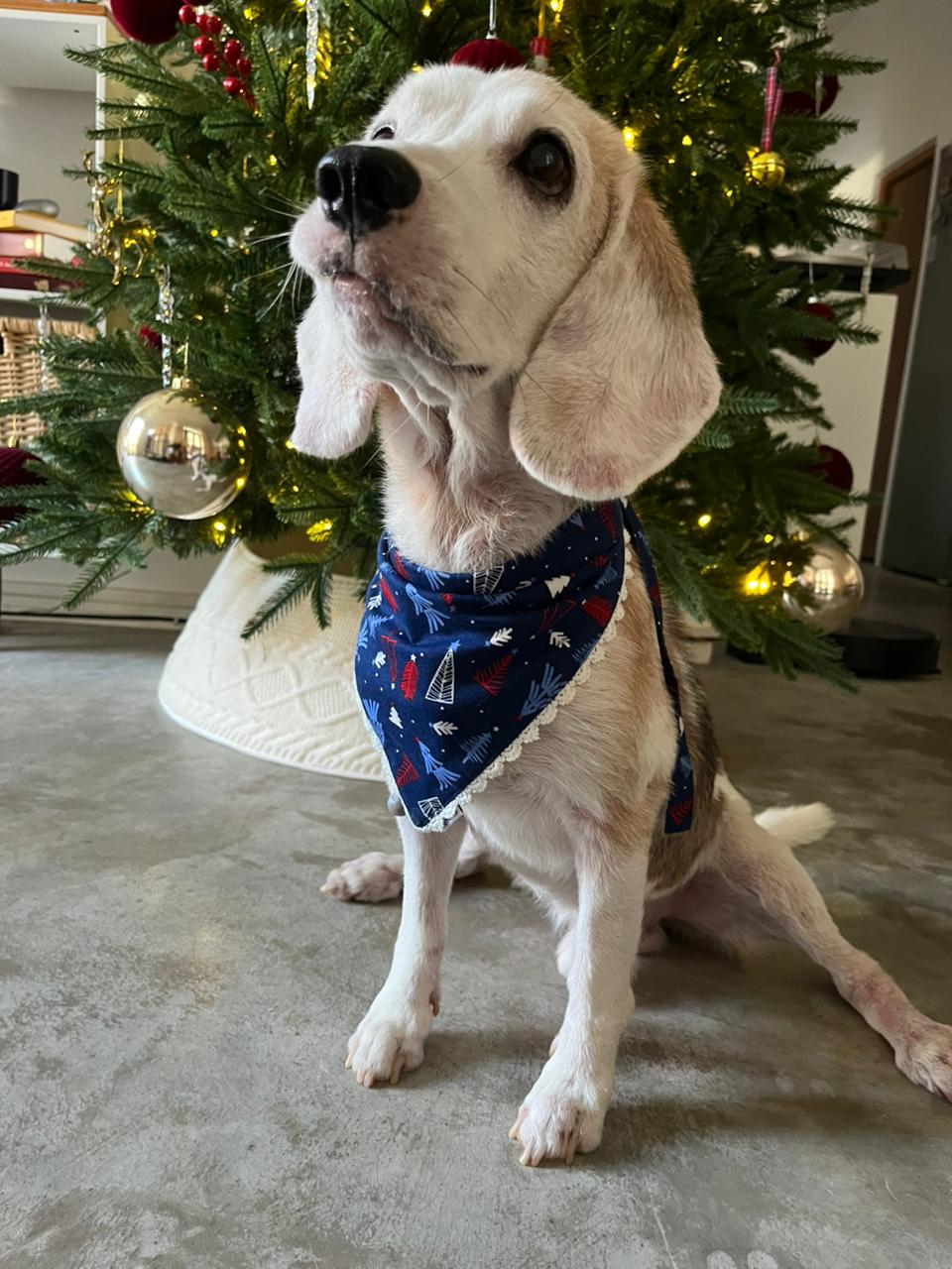 DOG BAND - NIGHT BEFORE CHRISTMAS DB [DB-02] [24x7retail]