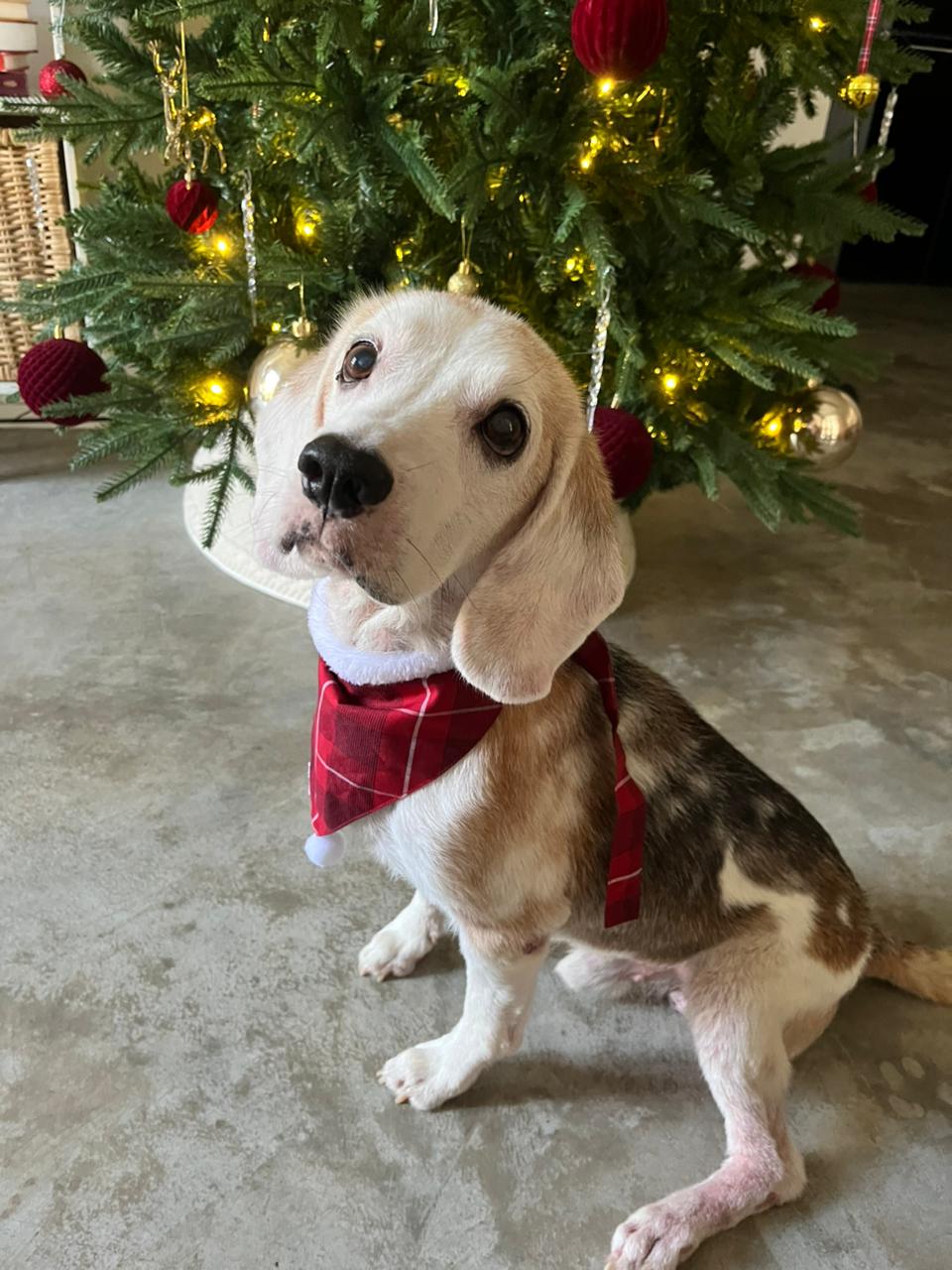 DOG BAND - VERRY MERRY DB [DB-01] [24x7retail]