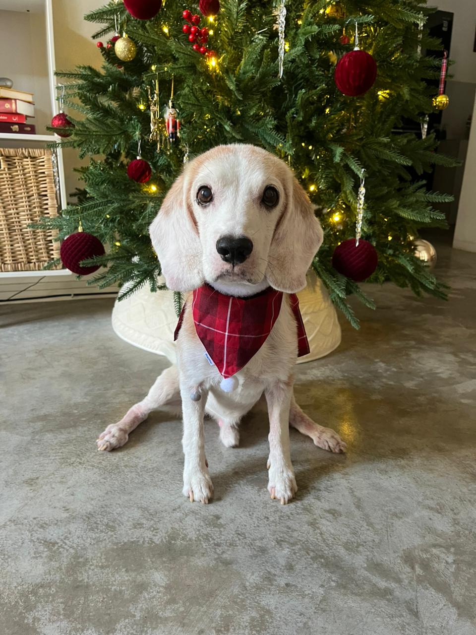 DOG BAND - VERRY MERRY DB [DB-01] [24x7retail]