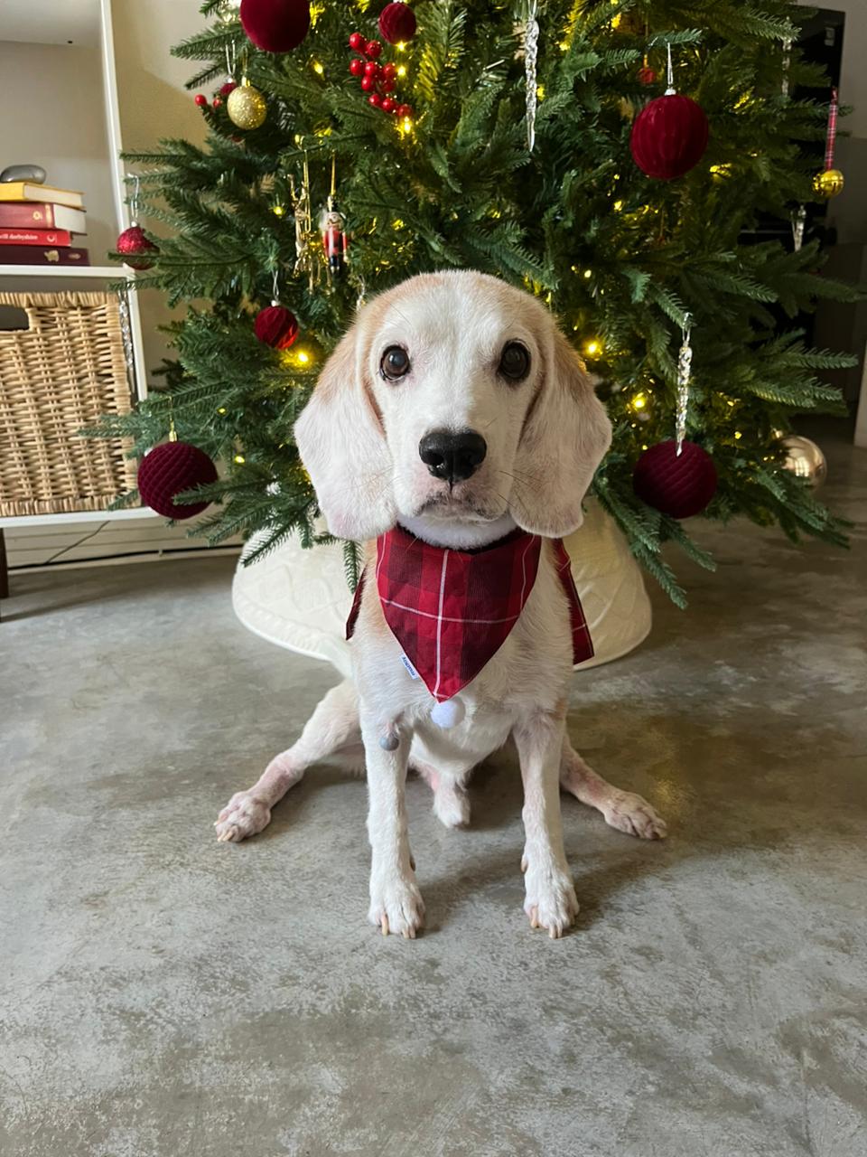 DOG BAND - VERRY MERRY DB [DB-01] [24x7retail]