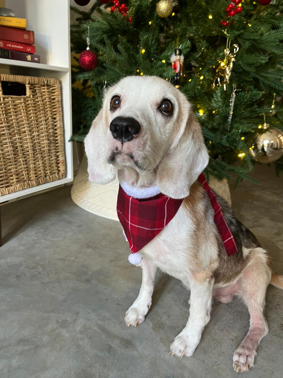 DOG BAND - VERRY MERRY DB [DB-01] [24x7retail]