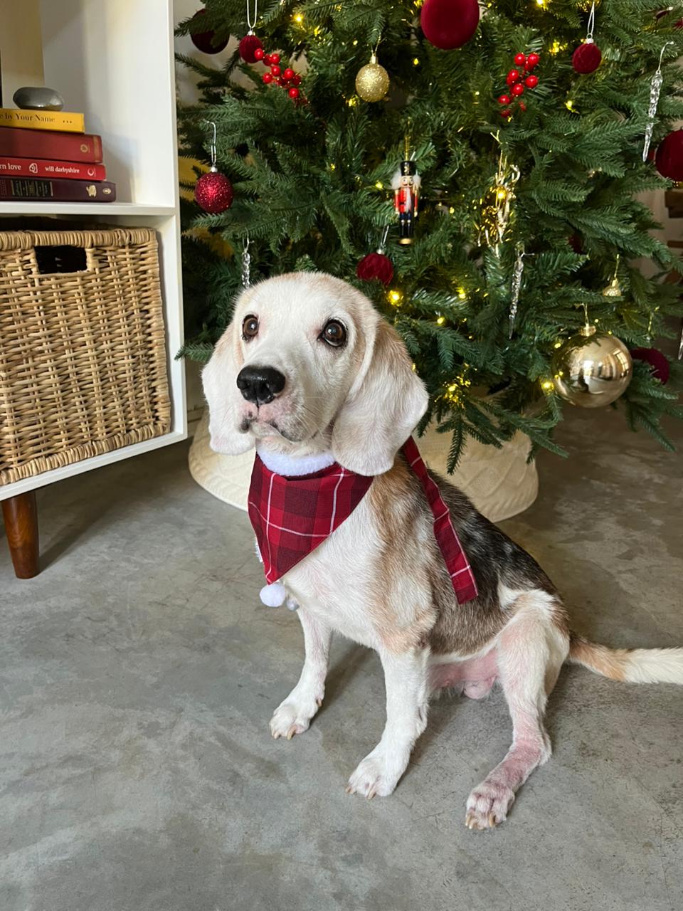 DOG BAND - VERRY MERRY DB [DB-01] [24x7retail]